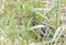 Common adder or viper snake on grass
