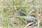Common adder or viper snake on grass