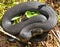 common adder, vipera berus