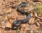 common adder, vipera berus