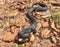 common adder, vipera berus