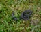 common adder, vipera berus