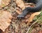 common adder, vipera berus