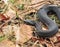 common adder, vipera berus