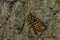 Common Aerial Yellowjacket - Dolichovespula arenaria