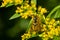 Common Aerial Yellowjacket - Dolichovespula arenaria