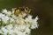 Common Aerial Yellowjacket - Dolichovespula arenaria