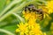 Common Aerial Yellowjacket - Dolichovespula arenaria