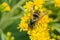 Common Aerial Yellowjacket - Dolichovespula arenaria