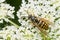 Common Aerial Yellowjacket - Dolichovespula arenaria