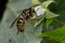 Common Aerial Yellowjacket - Dolichovespula arenaria