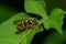 Common Aerial Yellowjacket - Dolichovespula arenaria