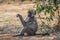 Common African baboon relaxing in a game reserve during self drive safari