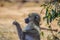 Common African baboon relaxing in a game reserve during self drive safari