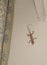 Common African House Gecko on wall in Kenya