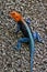 Common agama, Agama agama, is beautifully colored, in Matopos National Park, Zimbabwe