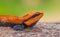 Common agama, red-headed rock agama, Agama agama - Hyderabad, India