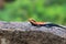 common agama, red-headed rock agama, Agama agama - Hyderabad, India