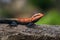 Common agama, red-headed rock agama, Agama agama - Hyderabad, India