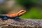 Common agama, red-headed rock agama, Agama agama - Hyderabad, India