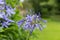 Common agapanthus agapanthus praecox flowers