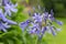 Common agapanthus agapanthus praecox flowers