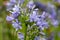 Common agapanthus agapanthus praecox flowers