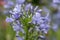 Common agapanthus agapanthus praecox flowers