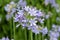 Common agapanthus agapanthus praecox flowers