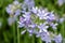 Common agapanthus agapanthus praecox flowers