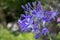 Common agapanthus agapanthus praecox flowers