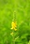 Common agrimony (Agrimonia eupatoria)