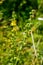 Common agrimony Agrimonia eupatoria.Medicinal plant:Agrimonia eupatoria. Common agrimony