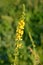 Common agrimony Agrimonia eupatoria.Medicinal plant:Agrimonia eupatoria. Common agrimony