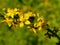 Common agrimony with flower in summer