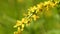 Common agrimony, medicinal plant with flower