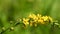 Common agrimony,  medicinal plant with flower