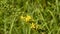 Common agrimony, medicinal plant with flower