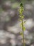 Common aka Eggleaf twayblade, Neottia ovata. Wild orchid.