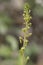 Common aka Eggleaf twayblade, Neottia ovata. Wild orchid.