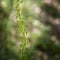 Common aka Eggleaf twayblade, Neottia ovata. Wild orchid. With insects, Empididae, Empis.