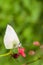 The Common Albatross butterfly (Appias albina darada) eating