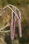 Common Alder, male Catkins