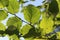 Common Alnus Leaf