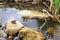 Common American Toad in Rocky Pond on Summer Day