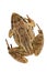 Common American wild frog close-up on white isolated, top view