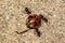 Common ants carrying back to the nest, a dead ladybird that has been caught in a spiderweb