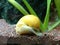 Common apple snail of aquarium