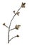 Common aspen, Populus tremula twig with blooming catkins isolated on white background
