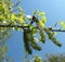 Common aspen or trembling poplar